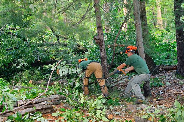 Leaf Removal in Talahi Island, GA